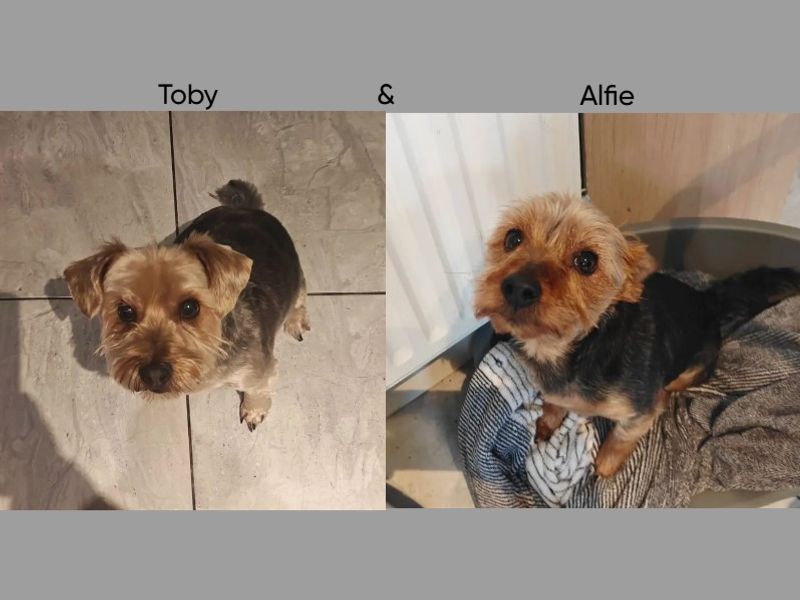 Alfie | Terrier (Yorkshire)