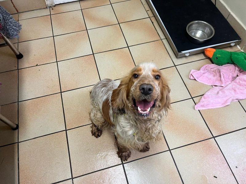 Lando | Spaniel (Cocker)