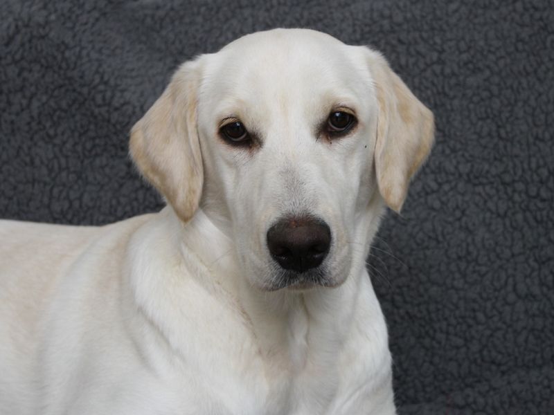 Bellah | Retriever (labrador)