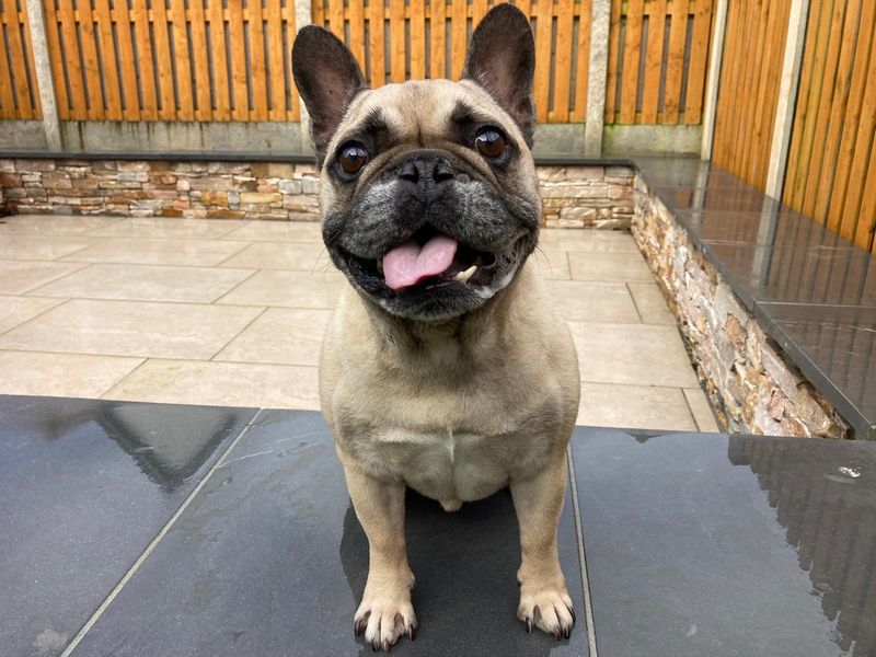 Pear | French Bulldog