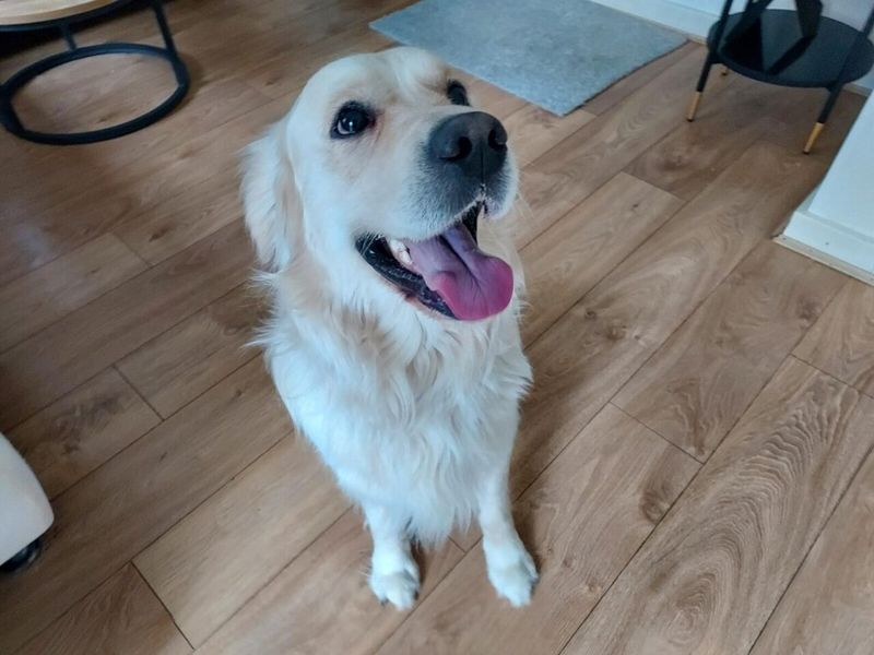 Neo | Retriever (Golden)