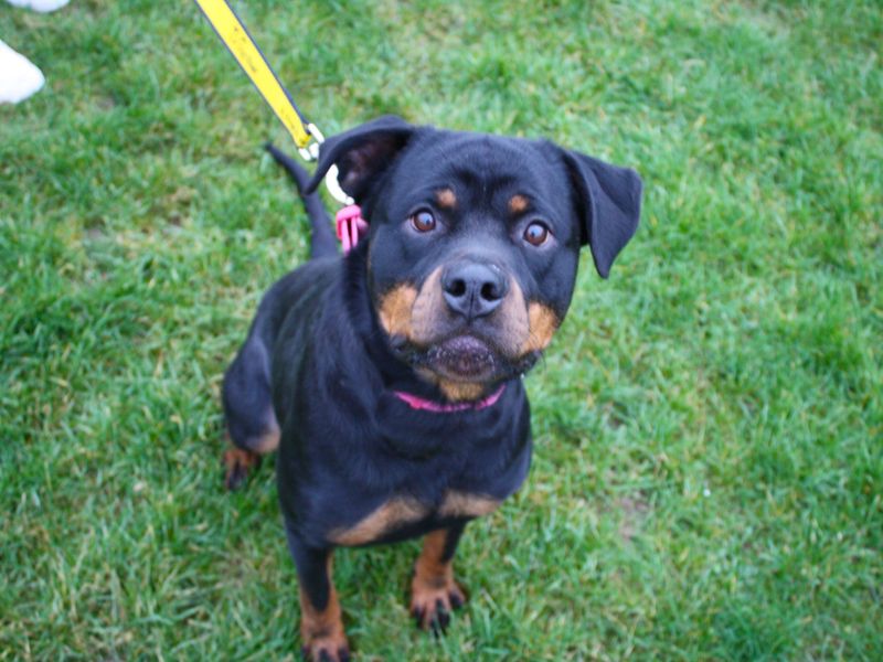 Lunarose | Rottweiler