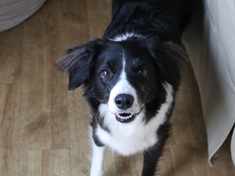 Guinness | Collie (Border)