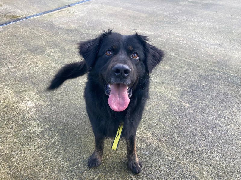 Adopt a Newfoundland Cross Rescue Dog | Lyric | Dogs Trust