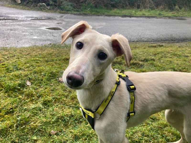 Adopt a Lurcher Cross Rescue Dog | Lush | Dogs Trust