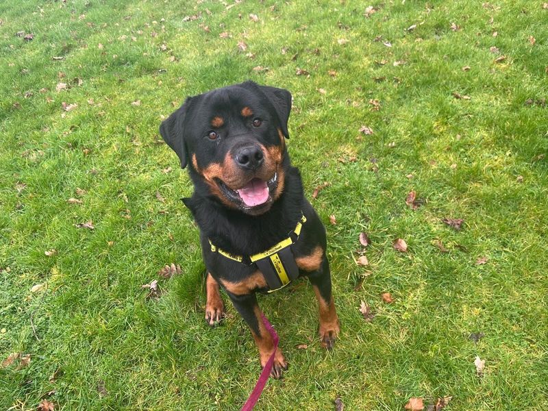 Muffin | Rottweiler