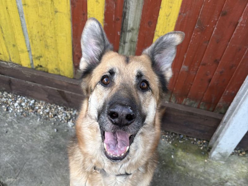 Hugo | German Shepherd Dog