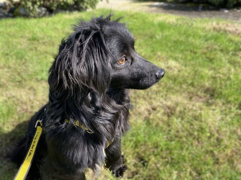 Canice | Spaniel (Cocker)