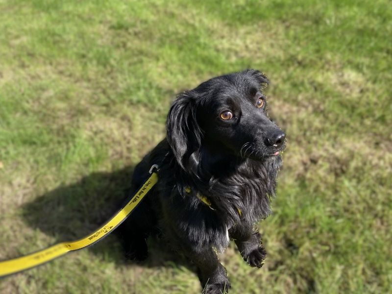 Canice | Spaniel (Cocker)