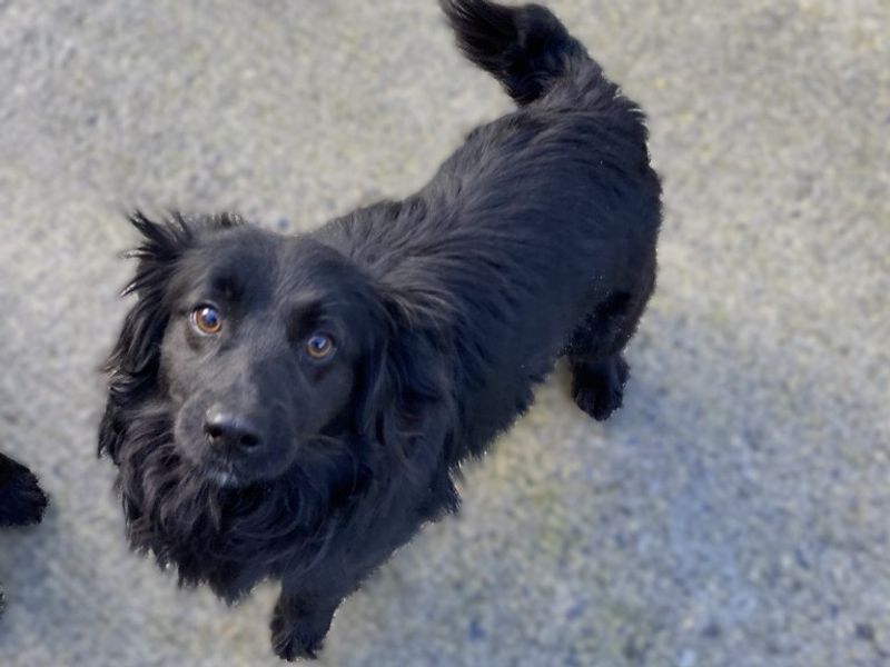Canice | Spaniel (Cocker)