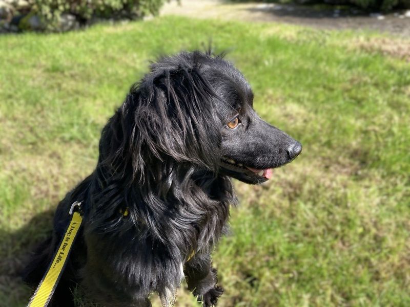 Canice | Spaniel (Cocker)