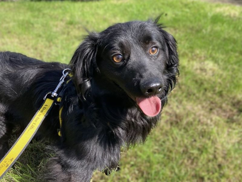 Canice | Spaniel (Cocker)