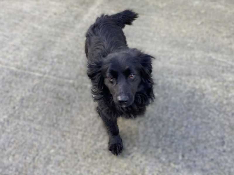 Canice | Spaniel (Cocker)