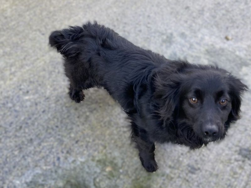 Canice | Spaniel (Cocker)