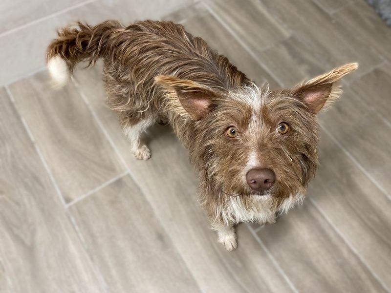 Edel | Terrier (Cairn)