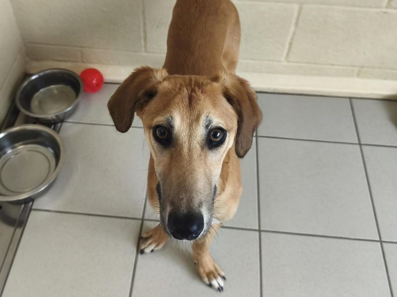 Rolo | Lurcher
