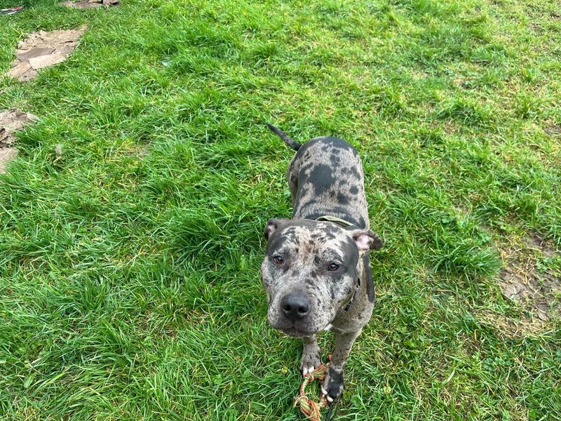 Enzo | Crossbreed