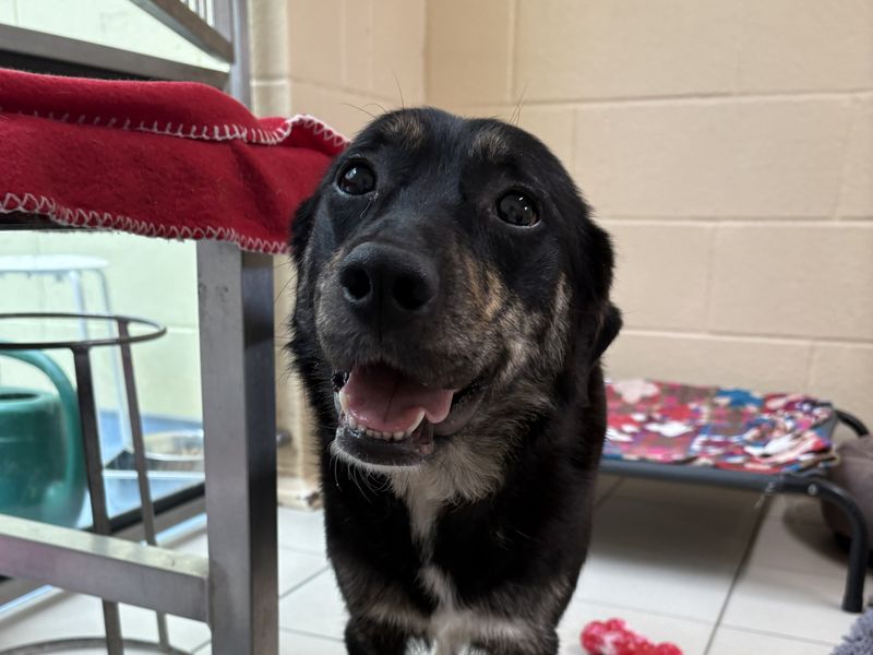 Gabriella | Collie (Border)