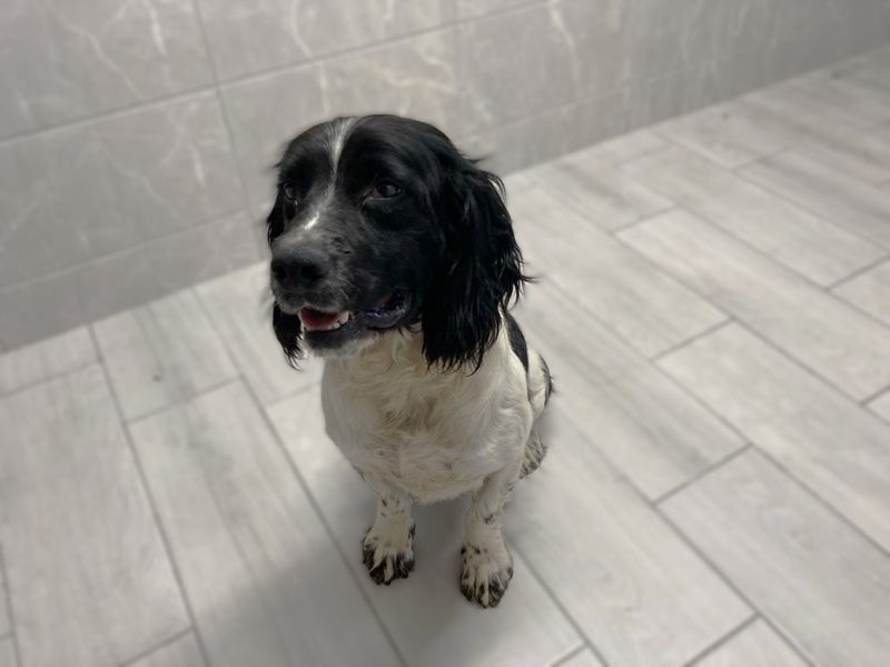 Neillidh | Spaniel (English Springer)