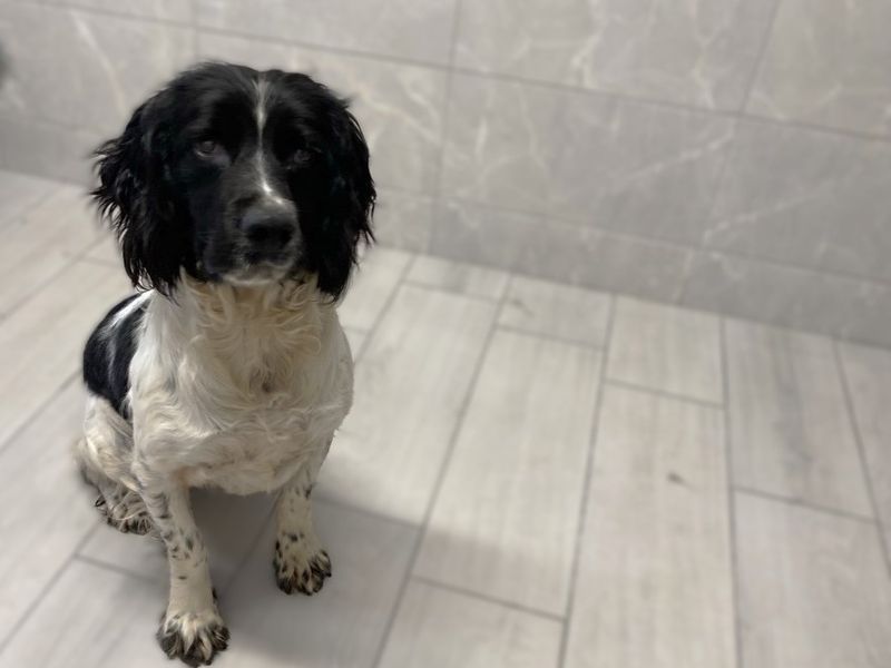 Neillidh | Spaniel (English Springer)