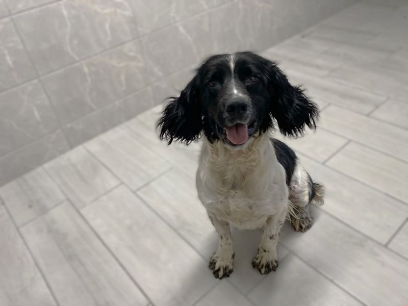 Neillidh | Spaniel (English Springer)