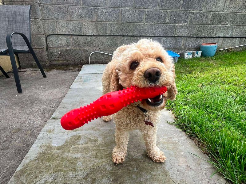 Eddie | Crossbreed