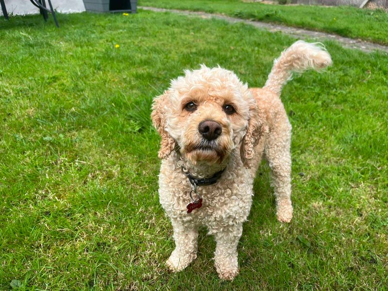 Eddie | Crossbreed