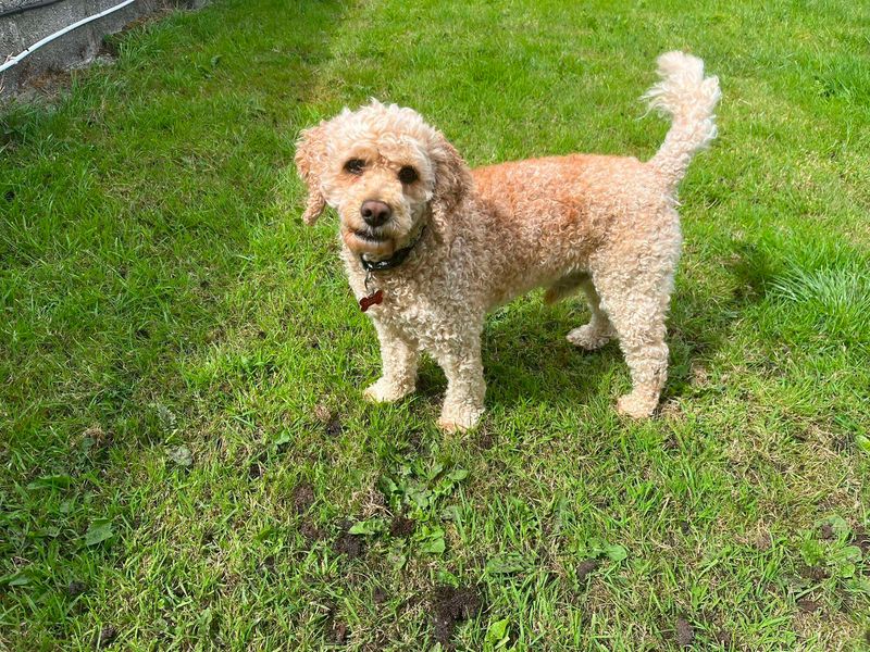 Eddie | Crossbreed