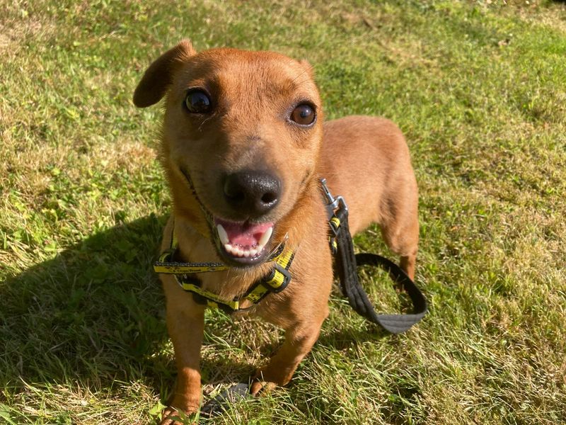 Quartz | Terrier (Jack Russell)