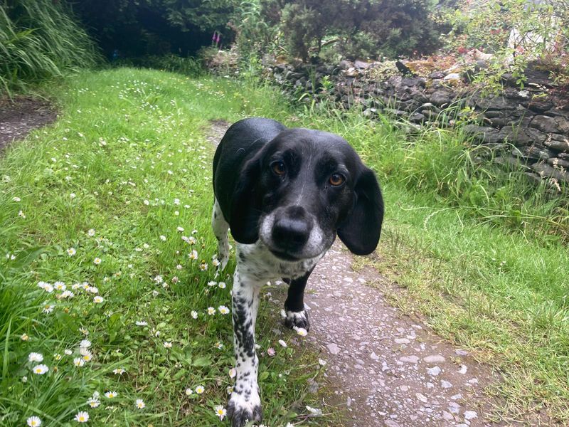 Leni | Pointer