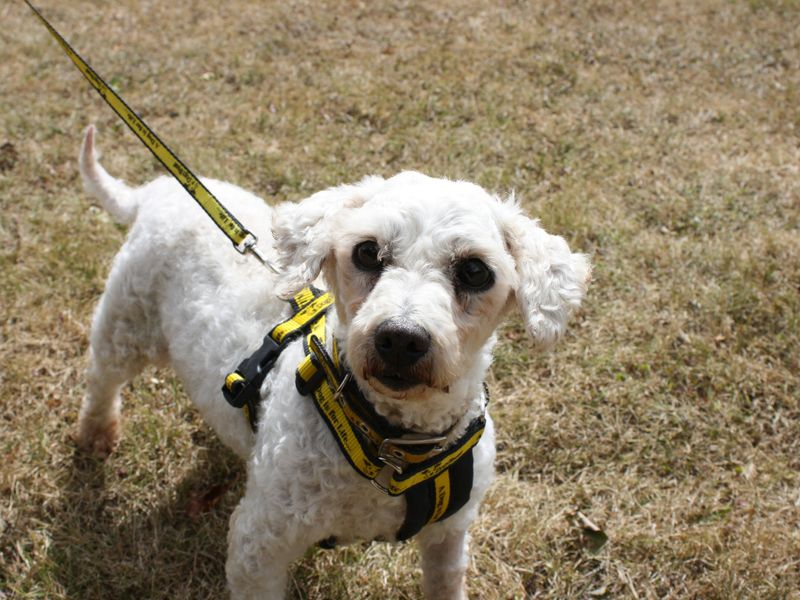 Percy | Bichon Frise