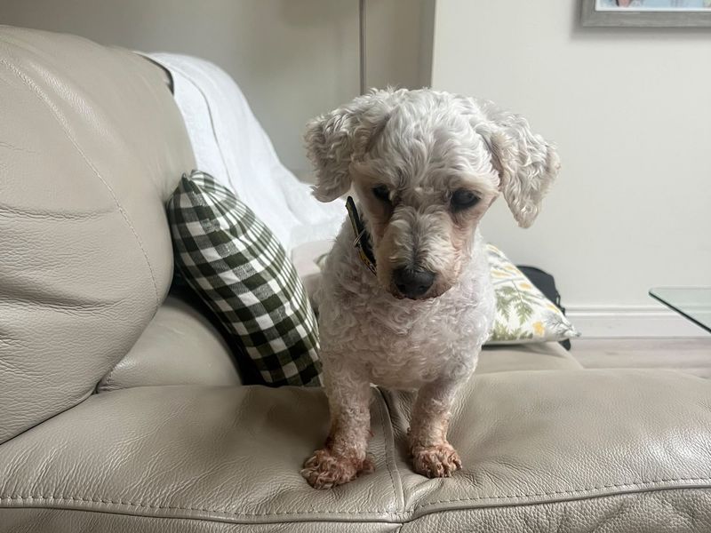 Percy | Bichon Frise