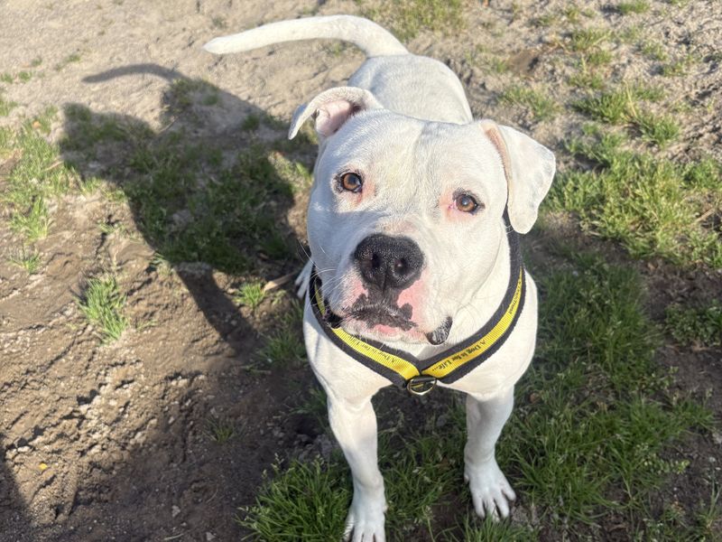 Smokie | Terrier (American Staffordshire)