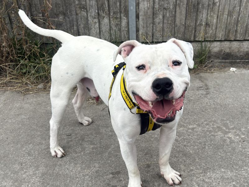 Smokie | Terrier (American Staffordshire)