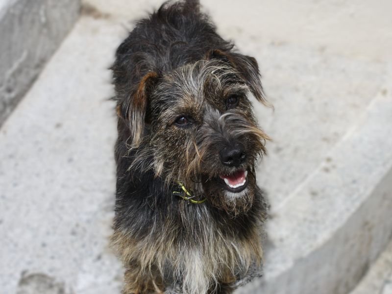 Sprinkles | Crossbreed