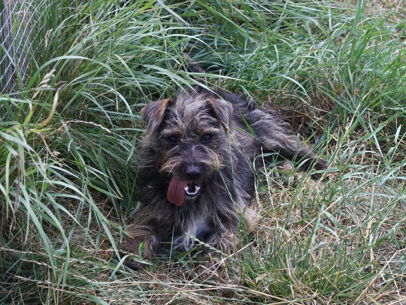 Sprinkles | Crossbreed