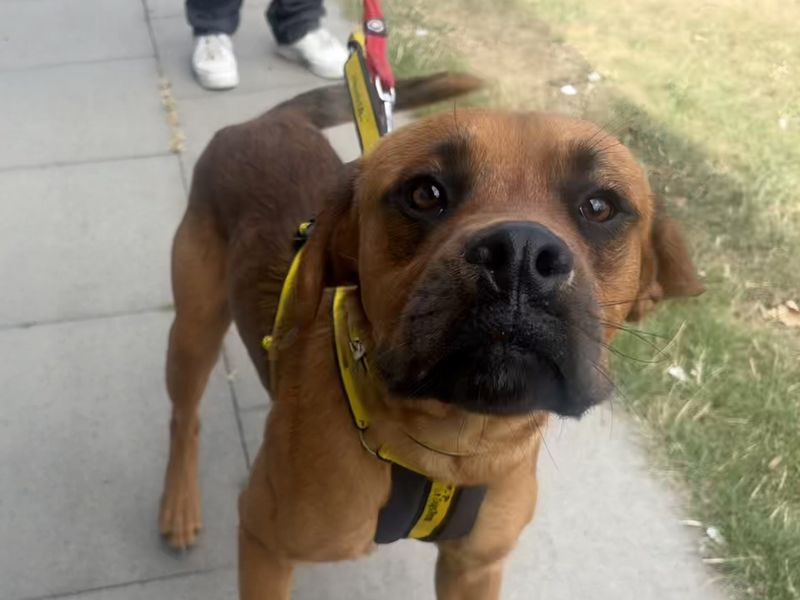 Lennox | Boxer