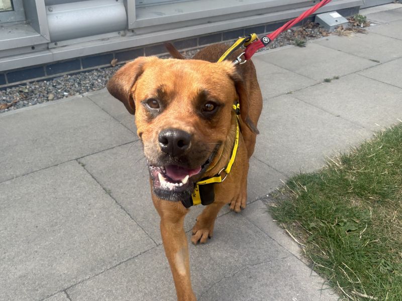 Lennox | Boxer