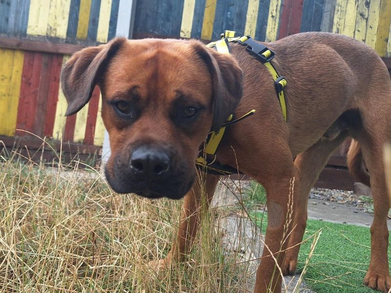 Lee | Boxer