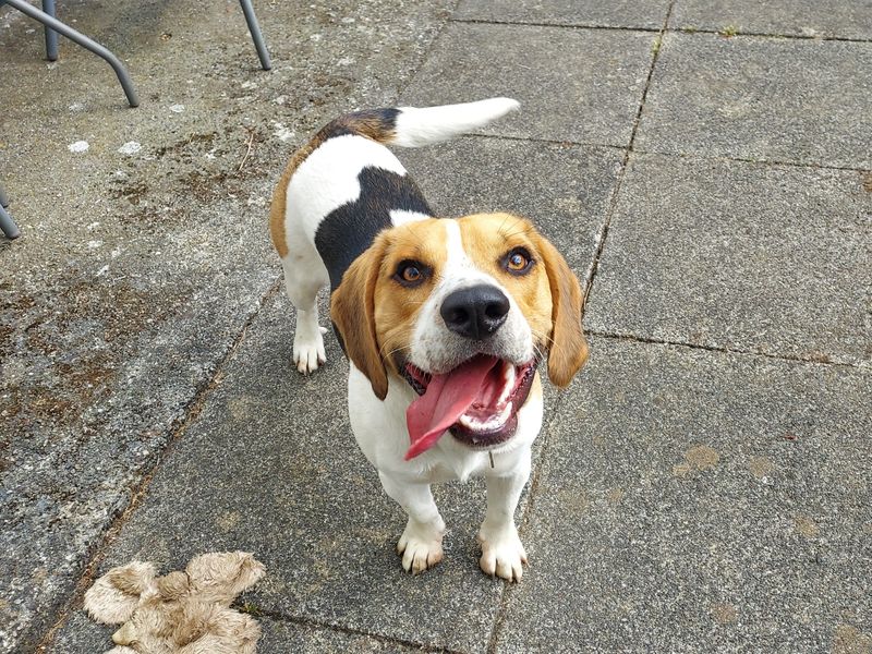 Jack | Beagle