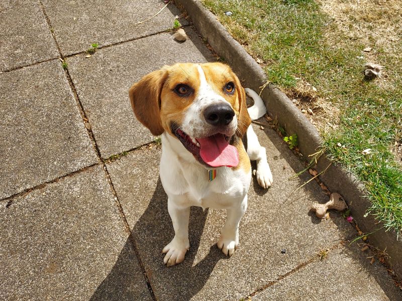 Jack | Beagle